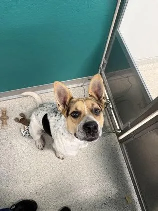 An adult large-sized male Fox Terrier dog named Rosco for adoption in Pequot Lakes, MN