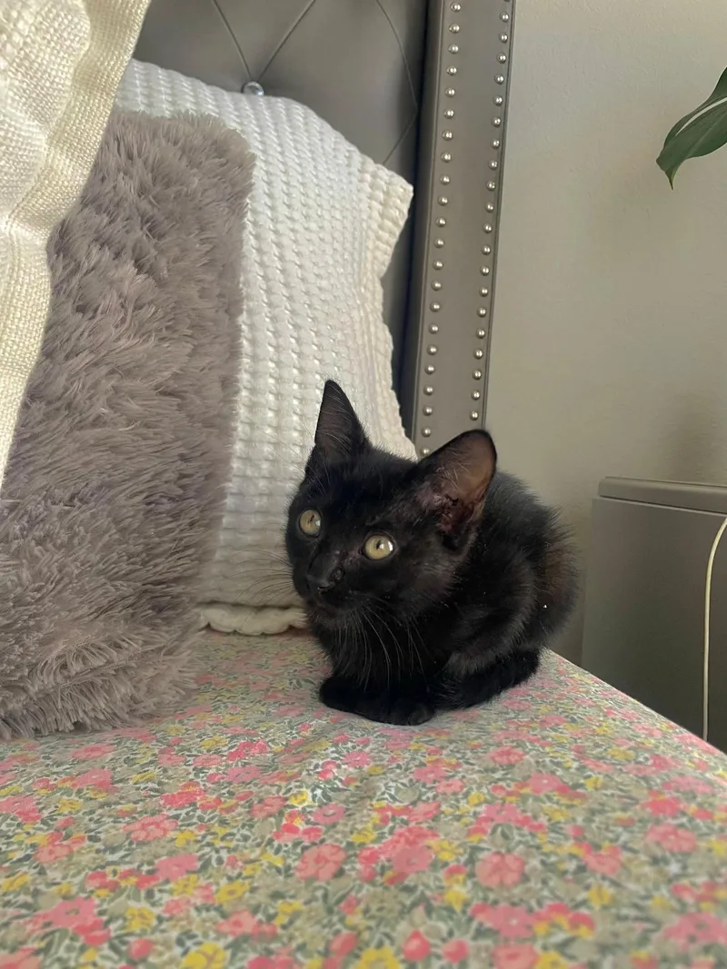 A baby medium-sized female Domestic Short Hair cat named Lulu for adoption in Orlando, FL