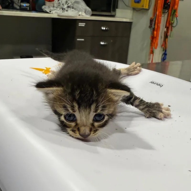 Kuzco