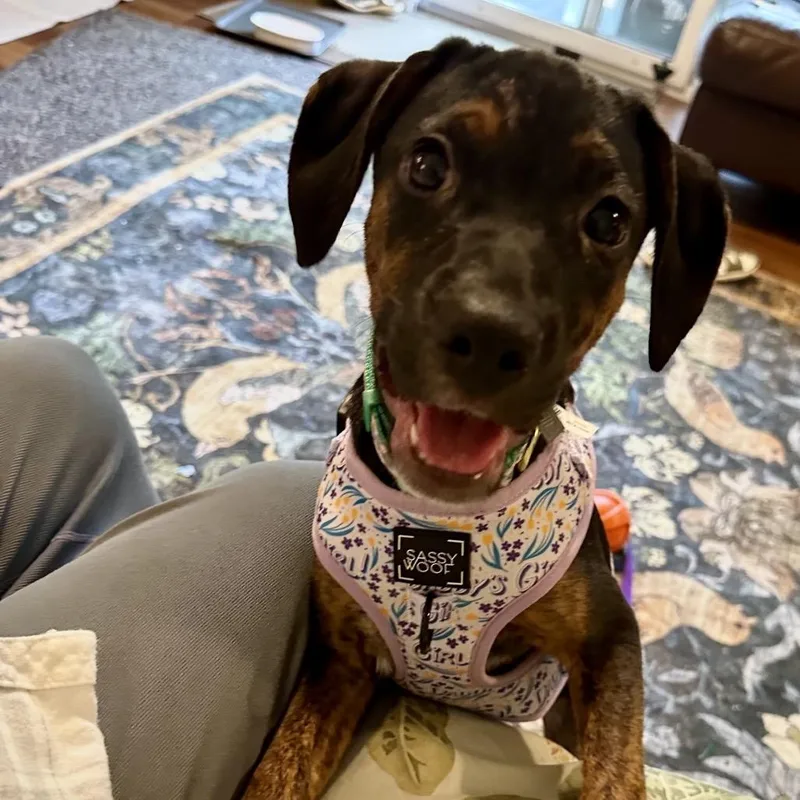 A baby medium-sized female Black Beagle dog named Leena for adoption in Reisterstown, MD