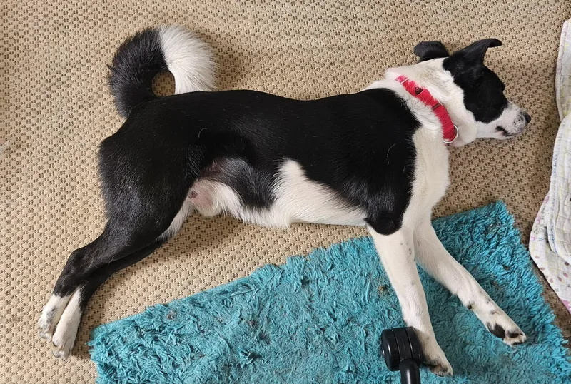 A young medium-sized male Black Border Collie dog named Petee for adoption in Seymour, IN