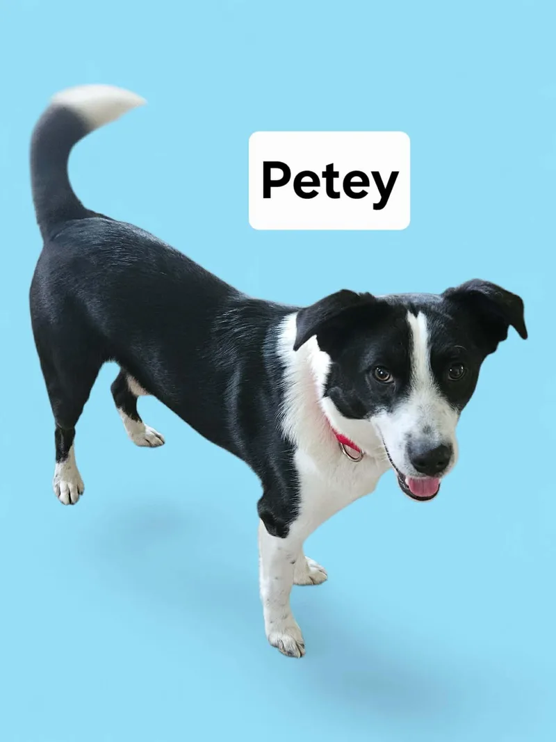 Petee thumbnail 3