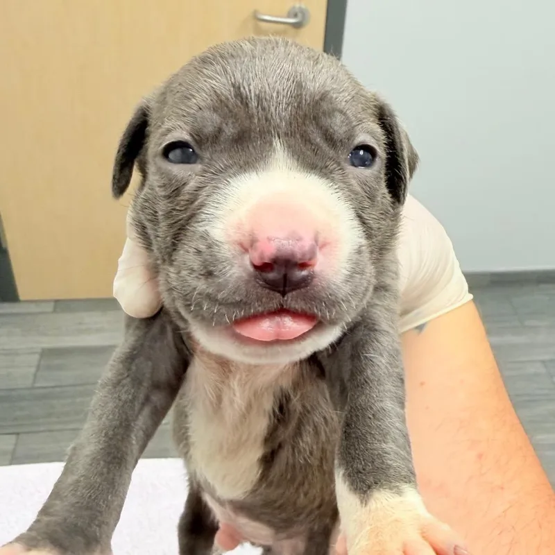 A baby medium-sized male Gray / Blue / Silver Mixed Breed dog named Violin for adoption in Jacksonville, FL