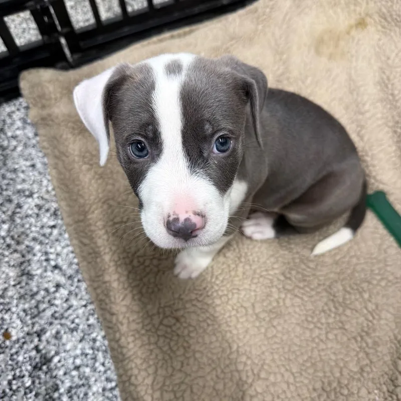 A baby small-sized male Gray / Blue / Silver Pit Bull Terrier dog named Bobby for adoption in Fairmont, WV