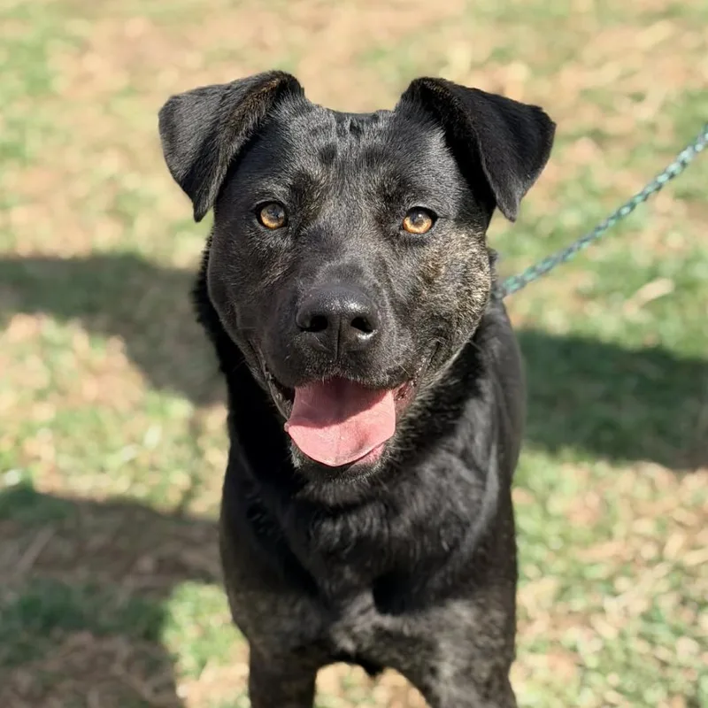 An adult medium-sized female Black Mixed Breed dog named Ariel for adoption in Huntington, WV