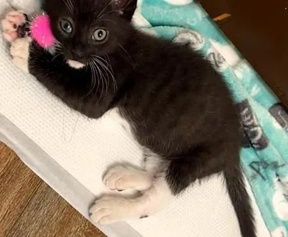 A baby small-sized male Black Domestic Short Hair cat named Everett for adoption in Kansas City, MO