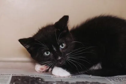 A Oreo Petsmart Mt