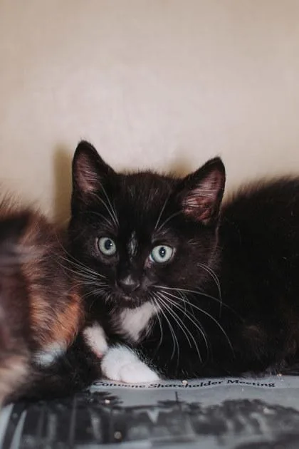 A Oreo Petsmart Mt thumbnail 2