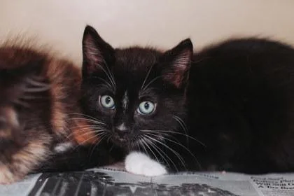A Oreo Petsmart Mt thumbnail 3