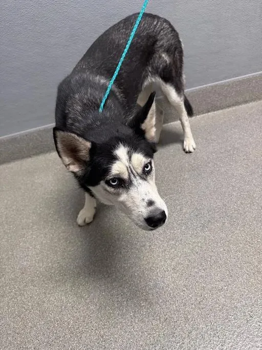 A young medium-sized female Siberian Husky dog named Sapphire for adoption in Las Vegas, NV