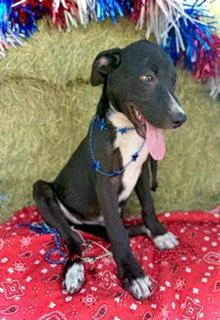 A baby large-sized male Border Collie dog named Jefferson Puppy for adoption in Pleasanton, TX
