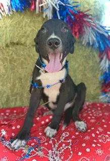 Jefferson Puppy thumbnail 3