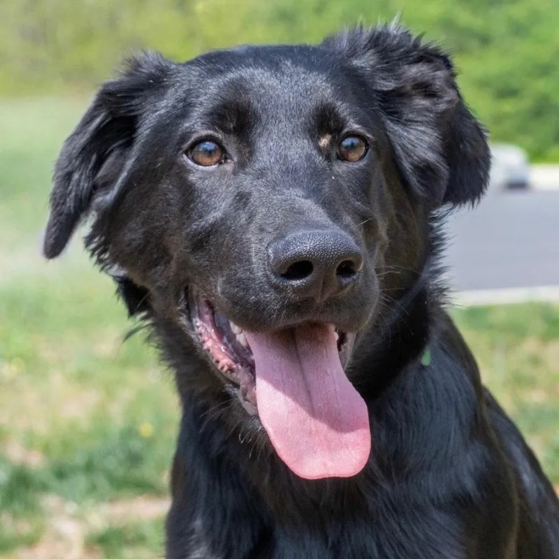 A baby large-sized male Shepherd dog named Ruger for adoption in Bloomfield, CT