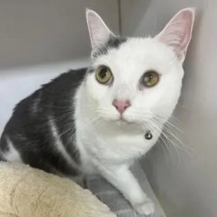 An adult medium-sized female Gray & White Domestic Short Hair cat named Bella for adoption in Phoenixville, PA