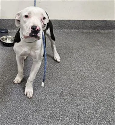 A young medium-sized female Pit Bull Terrier dog named Nancy for adoption in Los Angeles, CA