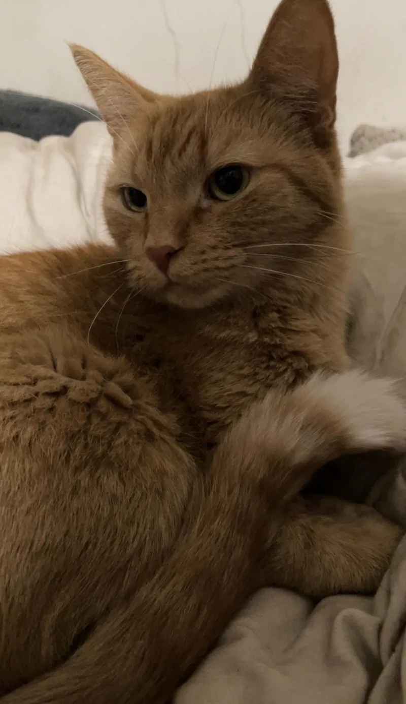 An adult small-sized female Orange / Red Domestic Short Hair cat named Curry for adoption in Brainerd, MN