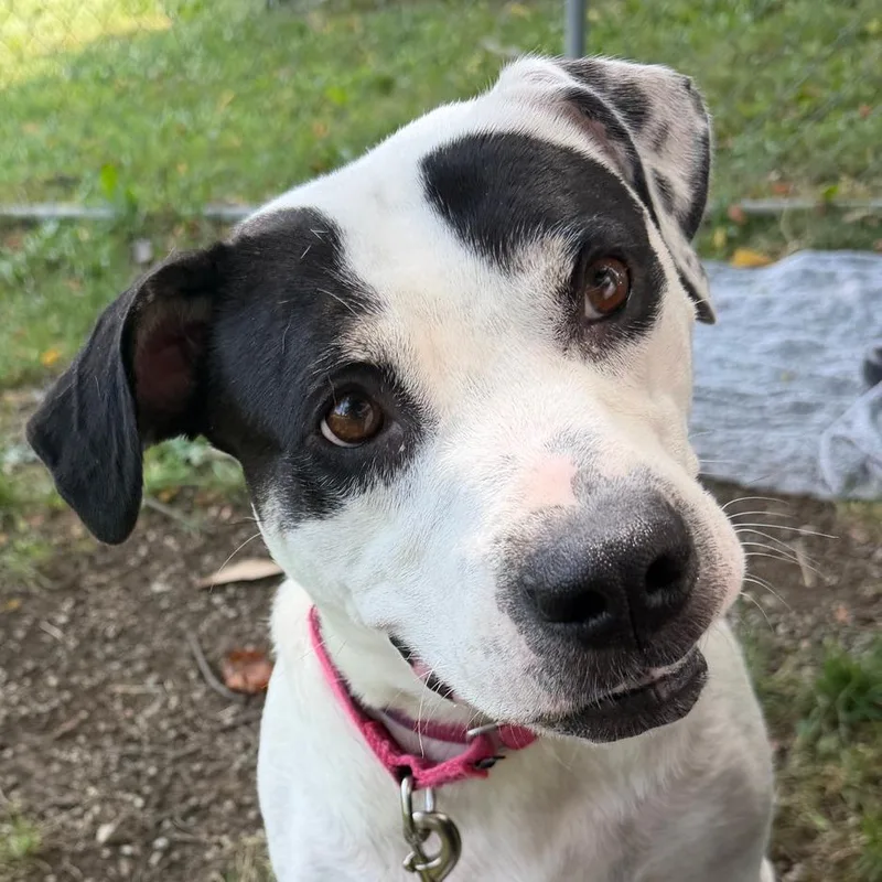 An adult large-sized female White / Cream Coonhound dog named Tika for adoption in Columbia Station, OH