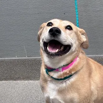 An adult large-sized female Pit Bull Terrier dog named Pancake for adoption in Las Vegas, NV