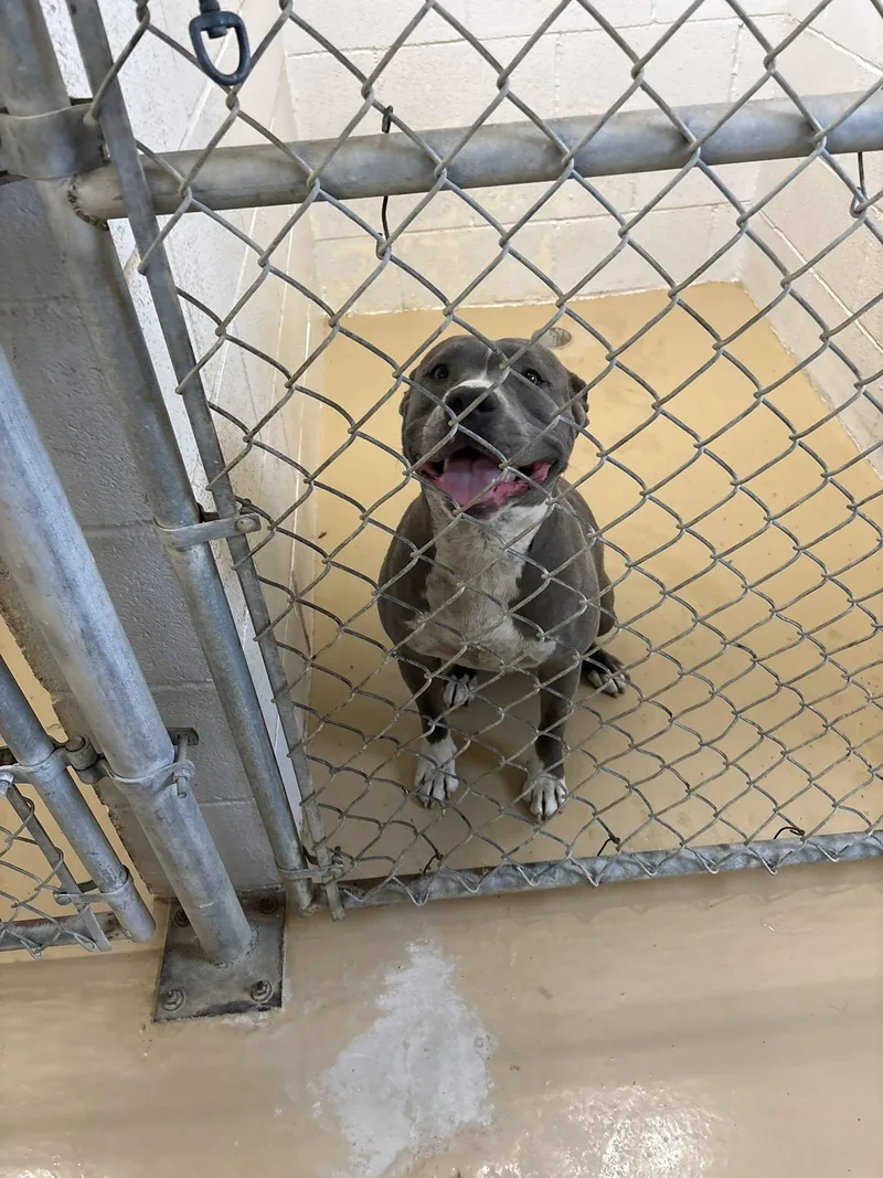 An adult large-sized female Pit Bull Terrier dog named Unknown for adoption in Clyde, TX