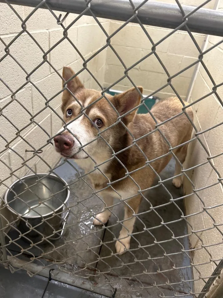 A senior medium-sized male Husky dog named Saben for adoption in Winder, GA