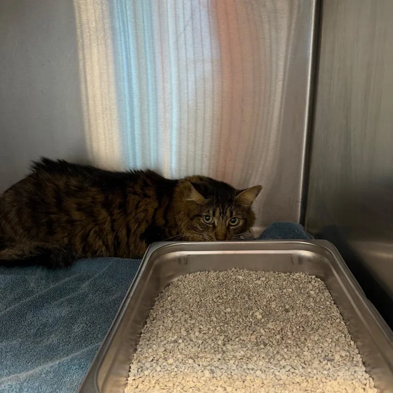 An adult large-sized male Brown / Chocolate Domestic Short Hair cat named Moose for adoption in Englewood, FL