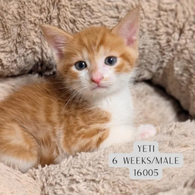 A young medium-sized male Tabby (Orange / Red) Domestic Short Hair cat named Yeti for adoption in Supply, NC