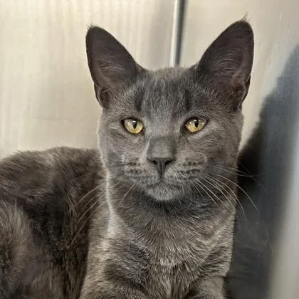 An adult extra large-sized male Gray / Blue / Silver Domestic Short Hair cat named Leo for adoption in DeKalb, IL