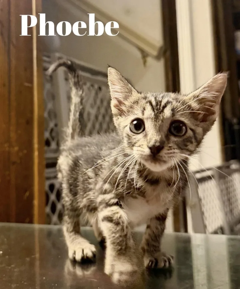 A baby small-sized female Tabby cat named Phoebe C Gatlin for adoption in Saunderstown, RI