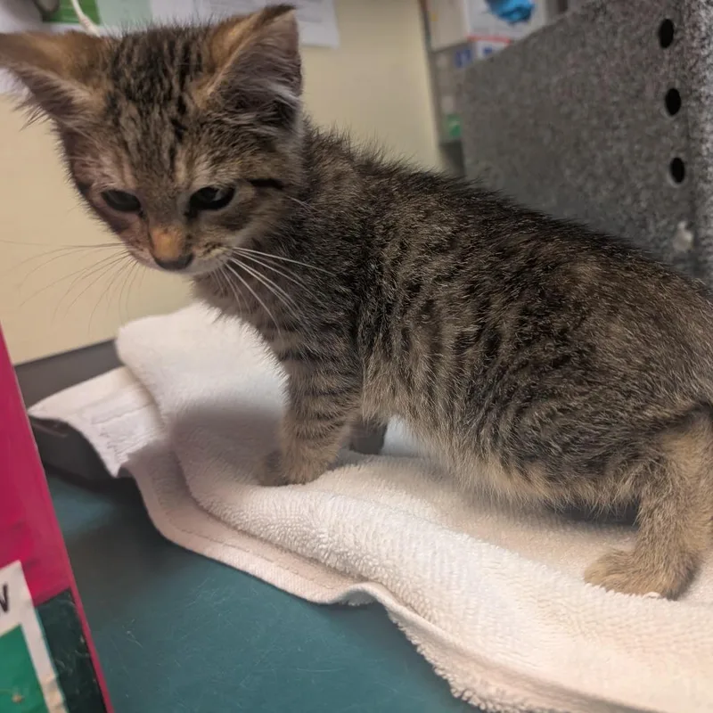 A baby small-sized male Brown / Chocolate Domestic Short Hair cat named Turk for adoption in Pasadena, CA