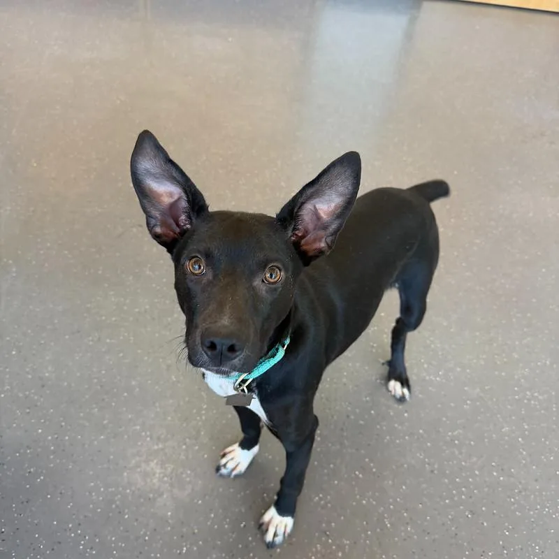 A young medium-sized male Black Mixed Breed dog named Jericho for adoption in Truckee, CA
