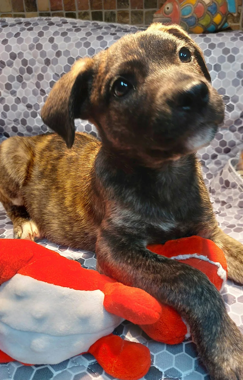 A baby medium-sized female Shiba Inu dog named Krista for adoption in Sanford, FL