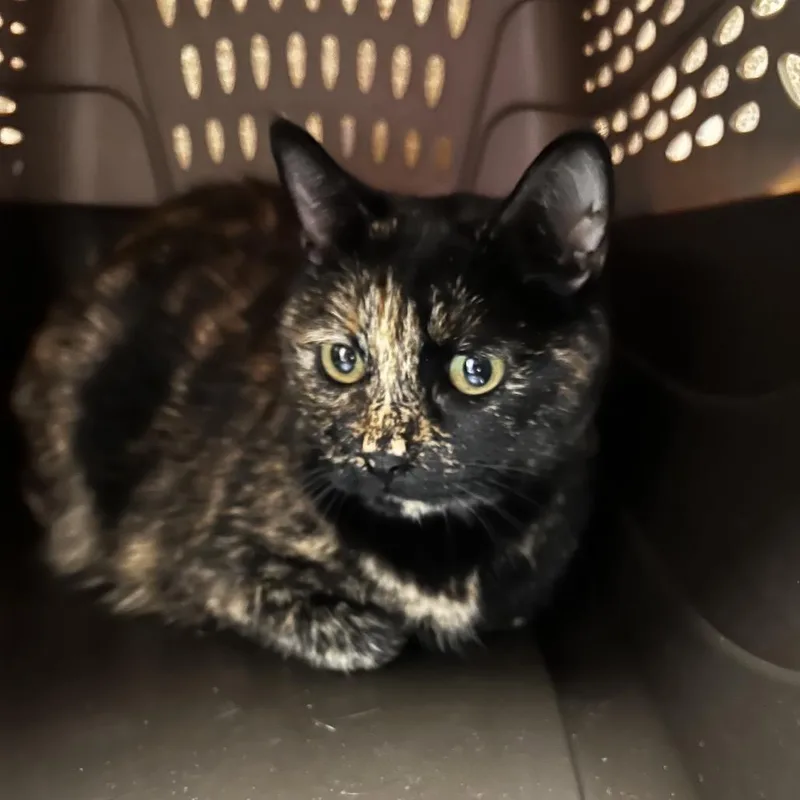 A senior large-sized female Domestic Short Hair cat named Mila for adoption in Albuquerque, NM