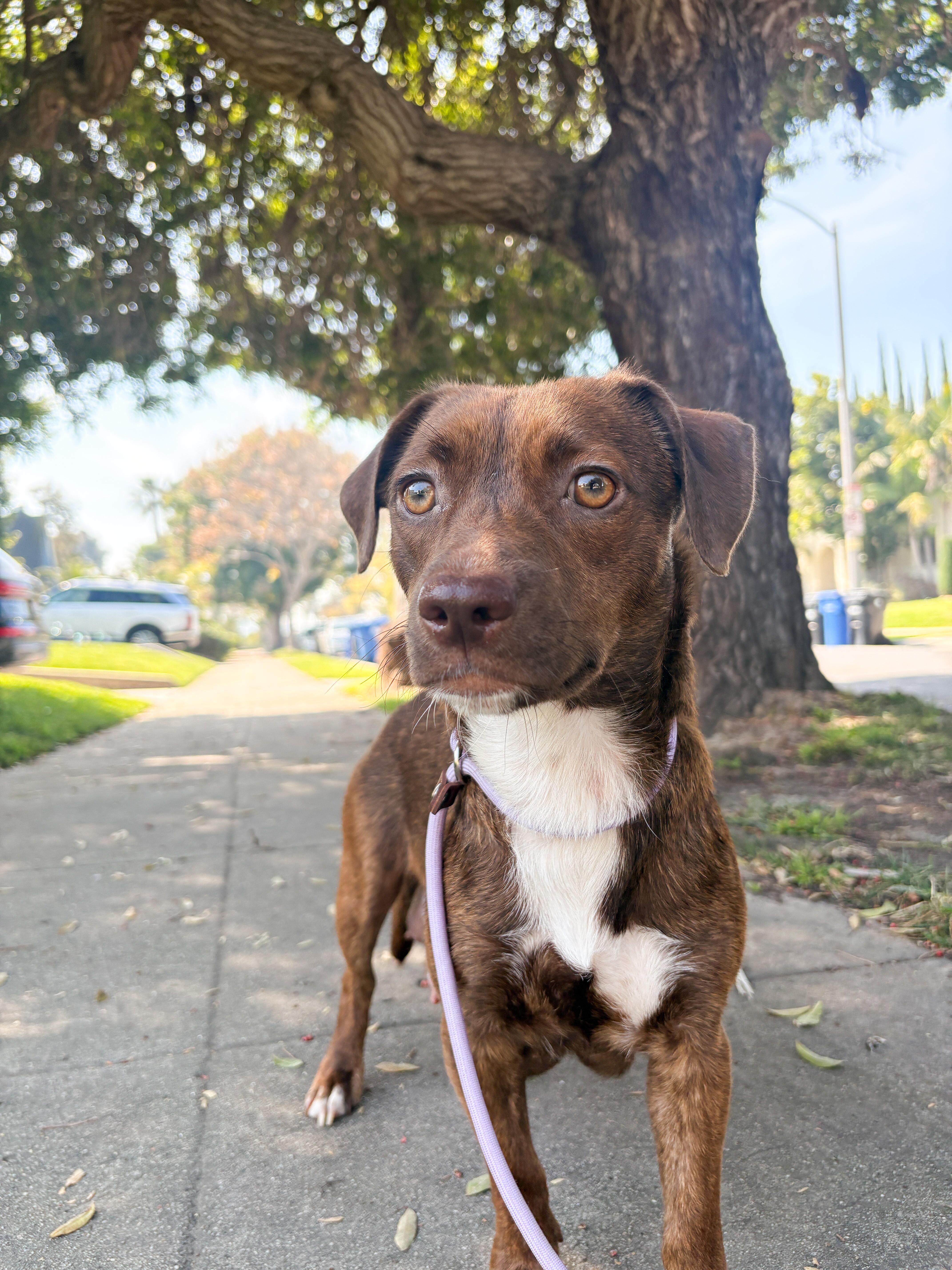A young small-sized female Brindle Pit Bull Terrier dog named Canela for adoption in West Hollywood, CA