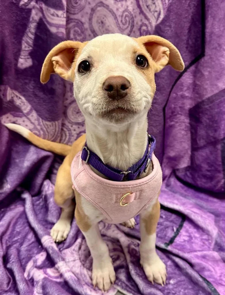 A baby medium-sized female American Staffordshire Terrier dog named Libby for adoption in Ewing, NJ