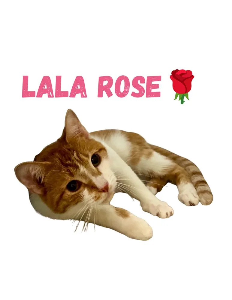 A baby small-sized female Orange & White Domestic Short Hair cat named LaLa Rose for adoption in Telford, PA