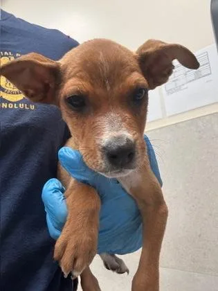 A baby small-sized male Terrier dog named Chandler for adoption in Honolulu, HI