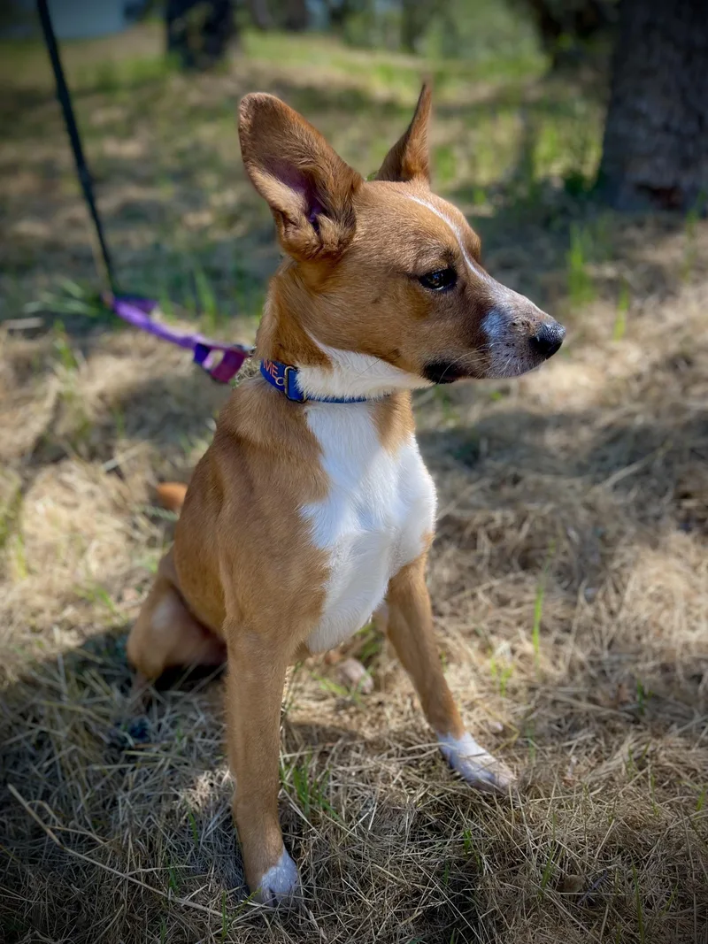 An adult medium-sized male Australian Shepherd dog named Tater Bug for adoption in San Andreas, CA