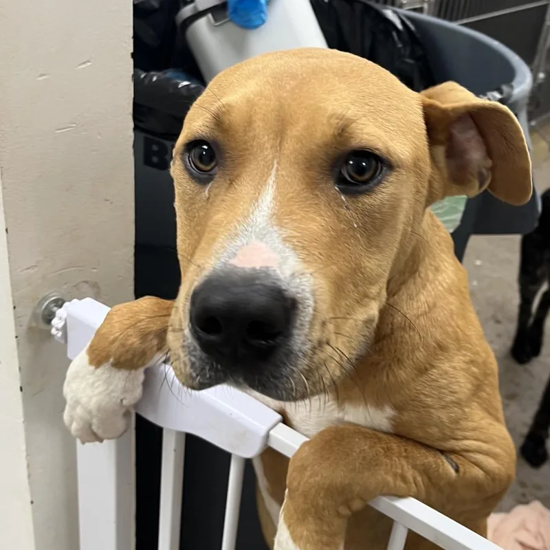 A young medium-sized male Brown / Chocolate Pit Bull Terrier dog named Hank for adoption in Birmingham, AL