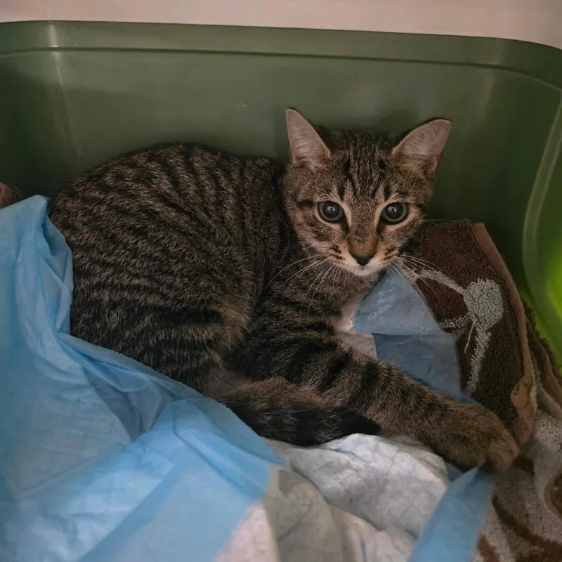 A baby small-sized male Brown / Chocolate Domestic Short Hair cat named Bugsy for adoption in Sarasota, FL