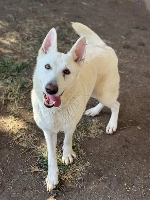 An adult large-sized female German Shepherd Dog dog named Moon Pie for adoption in Riverside, CA
