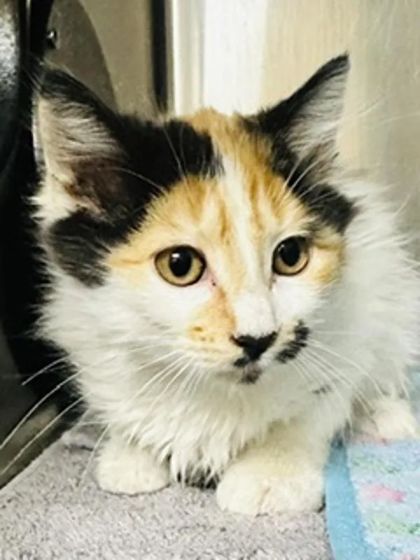 A baby small-sized female Domestic Medium Hair cat named Clementine for adoption in Healdsburg, CA