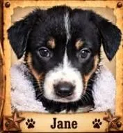 A baby medium-sized female Mixed Breed dog named Calamity Jane for adoption in Mesa, AZ