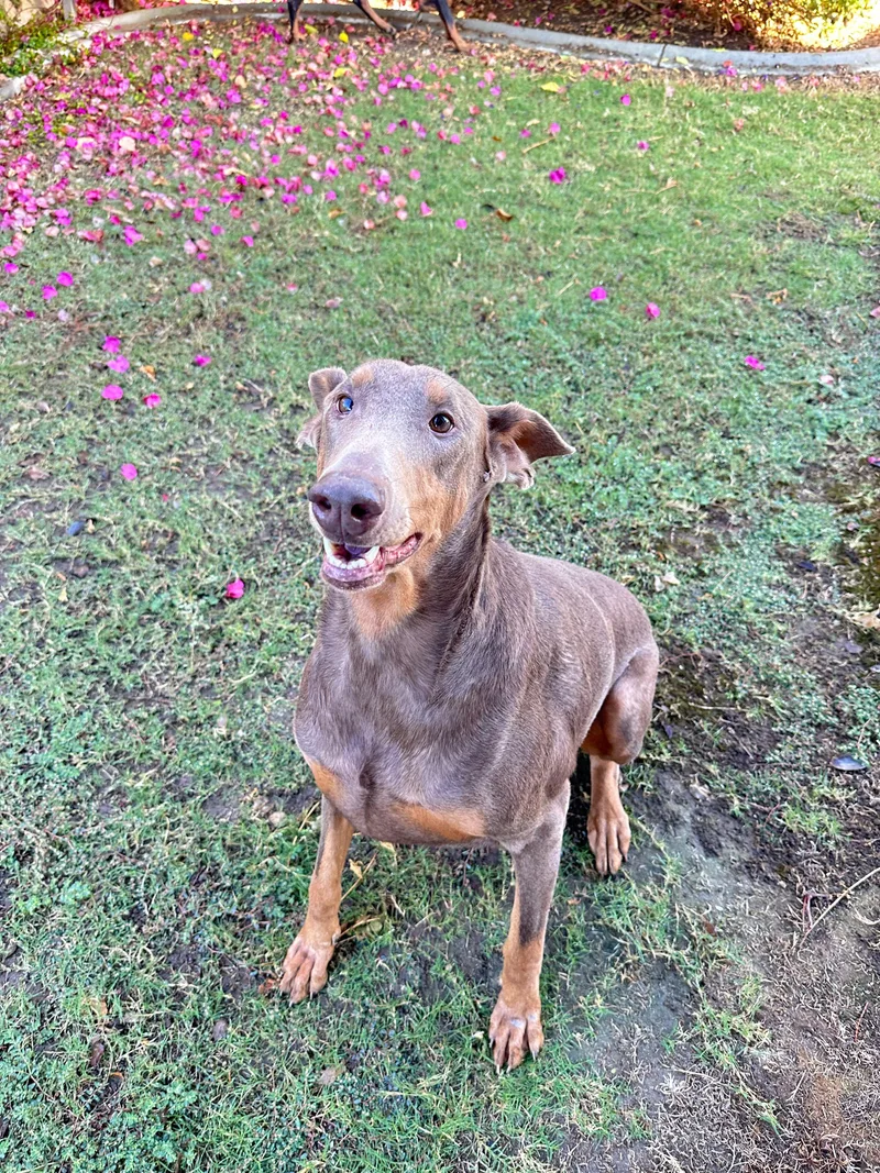 An adult large-sized female Doberman Pinscher dog named Leia for adoption in Coarsegold, CA
