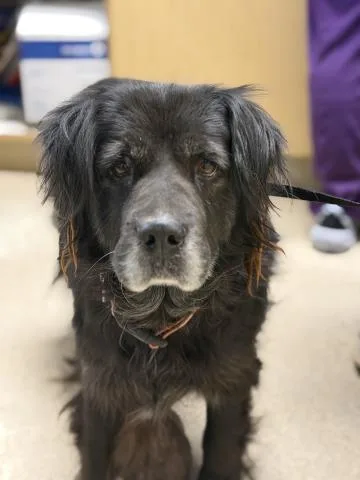An adult large-sized female Labrador Retriever dog named Pandi for adoption in Riverside, CA