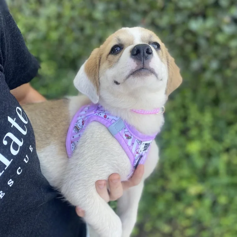 A baby medium-sized female Australian Shepherd dog named Misty for adoption in Escondido, CA