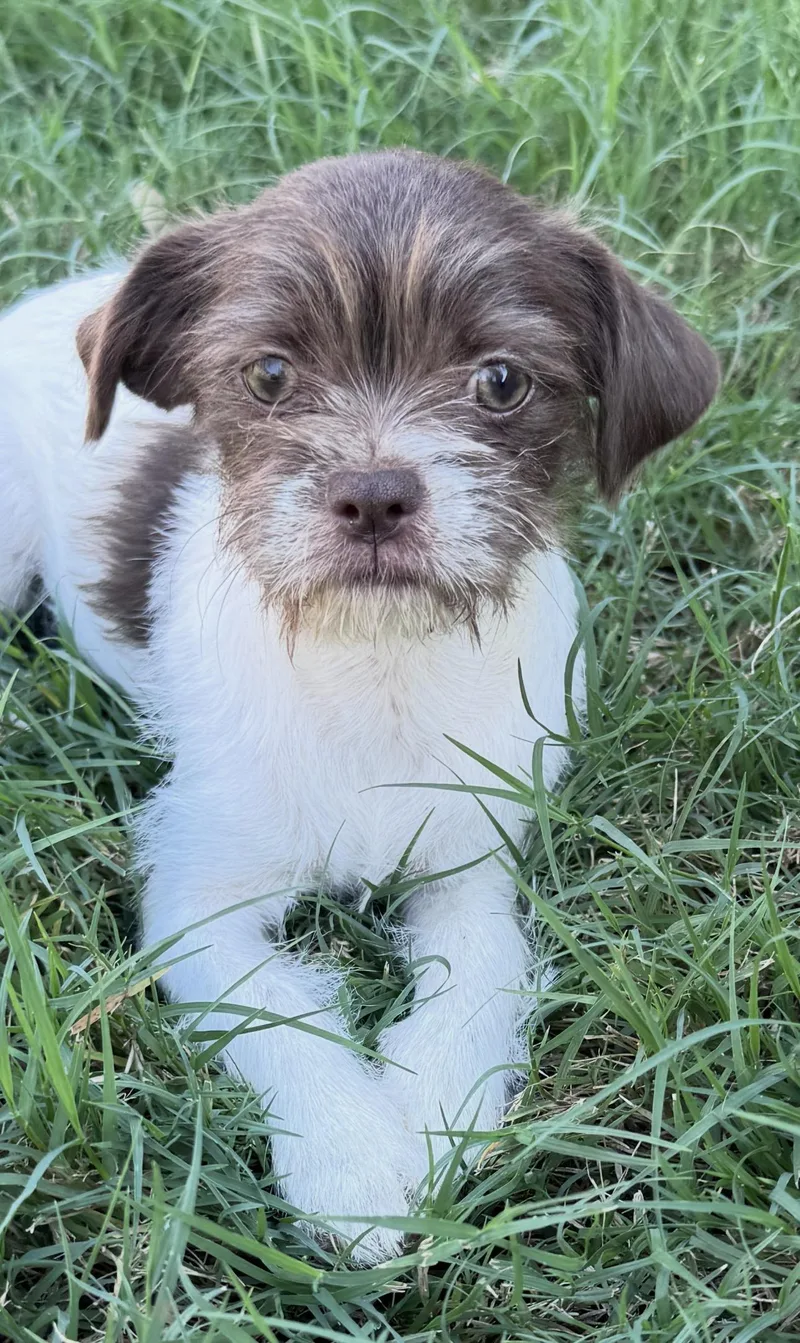 A young small-sized female Shih Tzu dog named London for adoption in Forney, TX