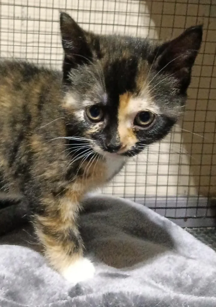A baby small-sized female Calico Domestic Short Hair cat named Suri for adoption in Indianapolis, IN