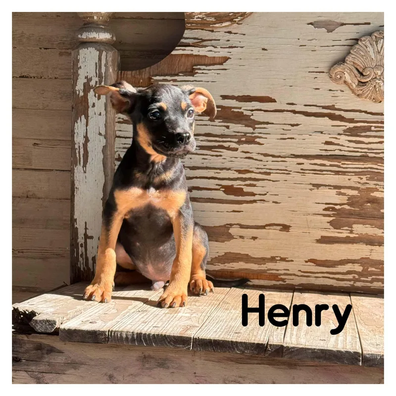A baby medium-sized male Mixed Breed dog named Henry for adoption in Gainesville, VA