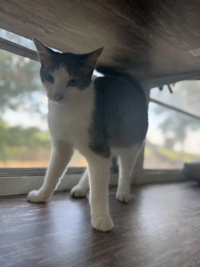 A young medium-sized female Gray & White Domestic Short Hair cat named Stormy for adoption in Royalton, IL