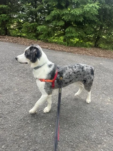 A young medium-sized female Black Australian Shepherd dog named Pixie for adoption in Harrison, NY